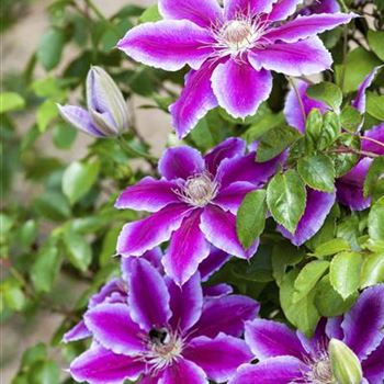 Clematis