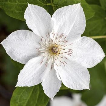 Clematis 'Destiny'