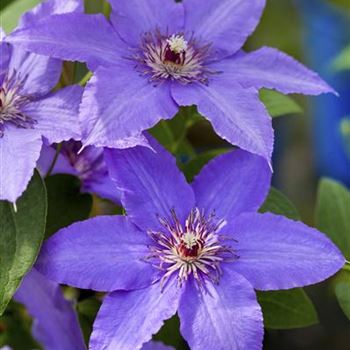 Clematis 'Parisienne'