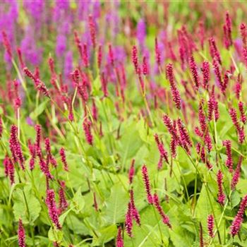 Bistorta amplexicaulis 'Atropurpureum'