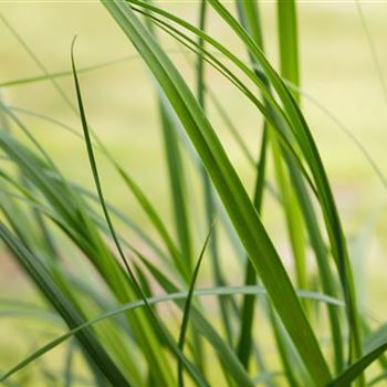 Cortaderia selloana 'Pumila'