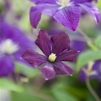 Clematis viticella 'Etoile Violette'