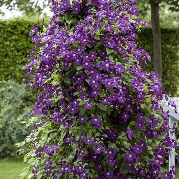 Clematis viticella