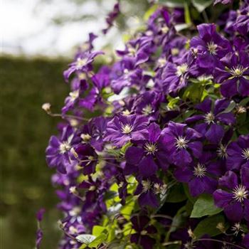 Clematis viticella 'Etoile Violette'