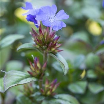 Ceratostigma plumbaginoides