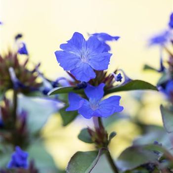 Ceratostigma plumbaginoides