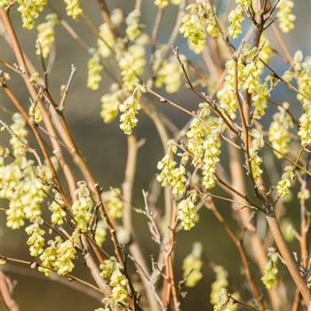 Corylopsis sinensis