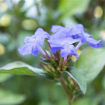 Ceratostigma plumbaginoides