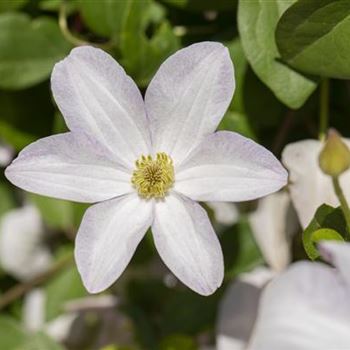 Clematis viticella 'Huldine'