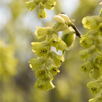 Corylopsis spicata