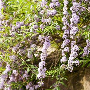 Buddleja alternifolia