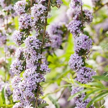 Buddleja alternifolia