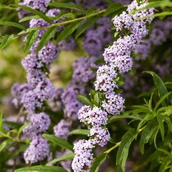 Buddleja alternifolia