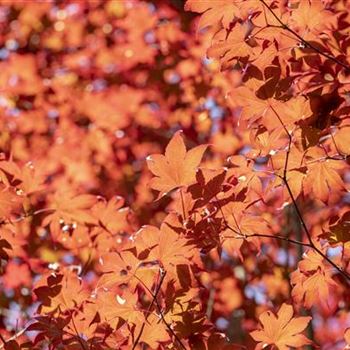 Acer palmatum 'Fireglow'