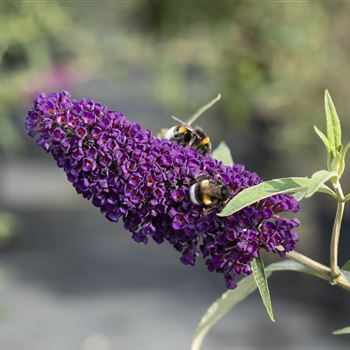 Buddleja davidii 'Black Knight'