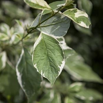 Cornus alba 'Elegantissima'