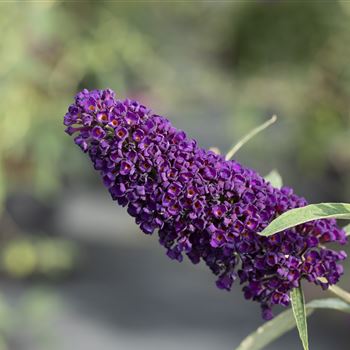 Buddleja davidii 'Black Knight'