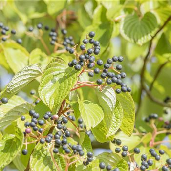 Cornus controversa