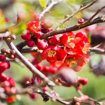 Chaenomeles japonica