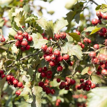 Crataegus coccinea