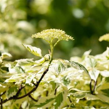 Cornus controversa 'Variegata'