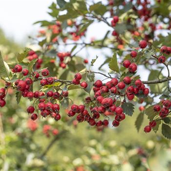 Crataegus coccinea