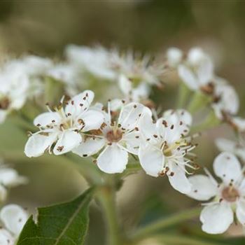 Crataegus crus-galli