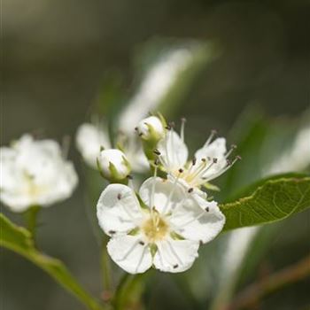 Crataegus crus-galli