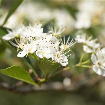 Crataegus crus-galli