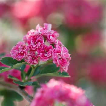 Crataegus laevigata 'Paul´s Scarlet'