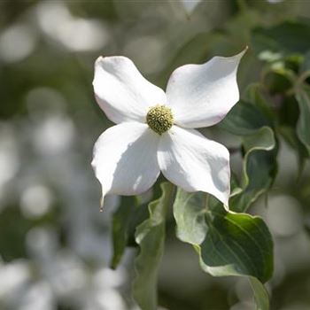 Cornus kousa 'Cappuccino'®