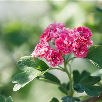 Crataegus laevigata 'Paul´s Scarlet'