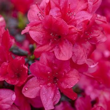 Rhododendron obtusum, rot