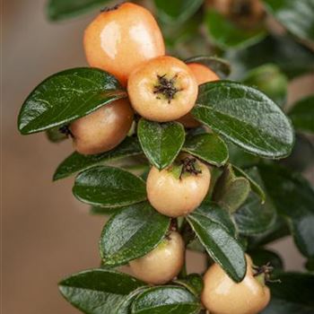 Cotoneaster dammeri 'Coral Beauty'