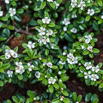 Cotoneaster dammeri 'Coral Beauty'