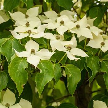 Cornus kousa chinensis 'Claudia'