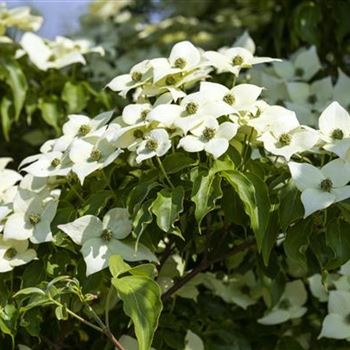 Cornus kousa chinensis 'Milky Way'