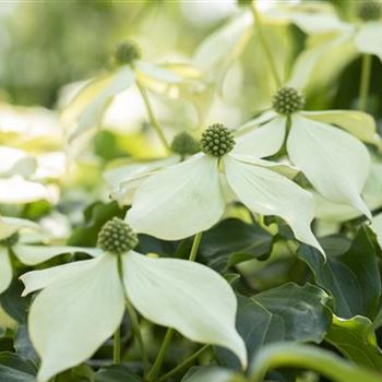 Cornus kousa 'Venus'®