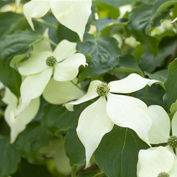 Cornus kousa 'Venus'®