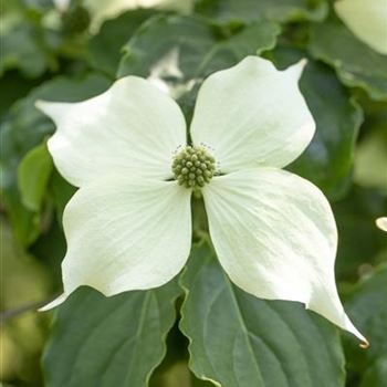 Cornus kousa 'Venus'®