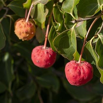 Cornus kousa 'Venus'®