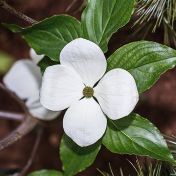 Cornus kousa 'Venus'®