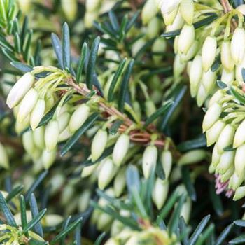 Erica carnea