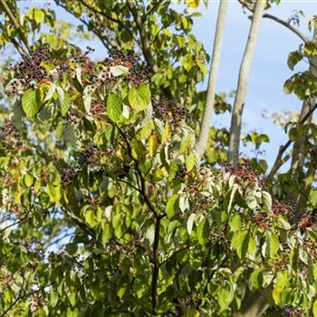 Cornus sanguinea