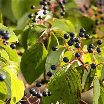 Cornus sanguinea