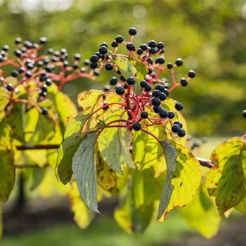 Cornus sanguinea