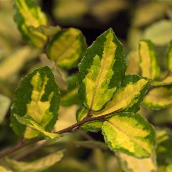 Elaeagnus pungens 'Maculata Aurea'