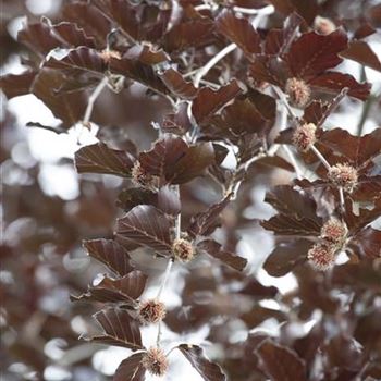 Fagus sylvatica 'Purpurea Latifolia'