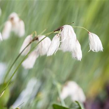 Eriophorum angustifolium