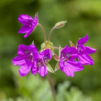 Erodium x hybridum